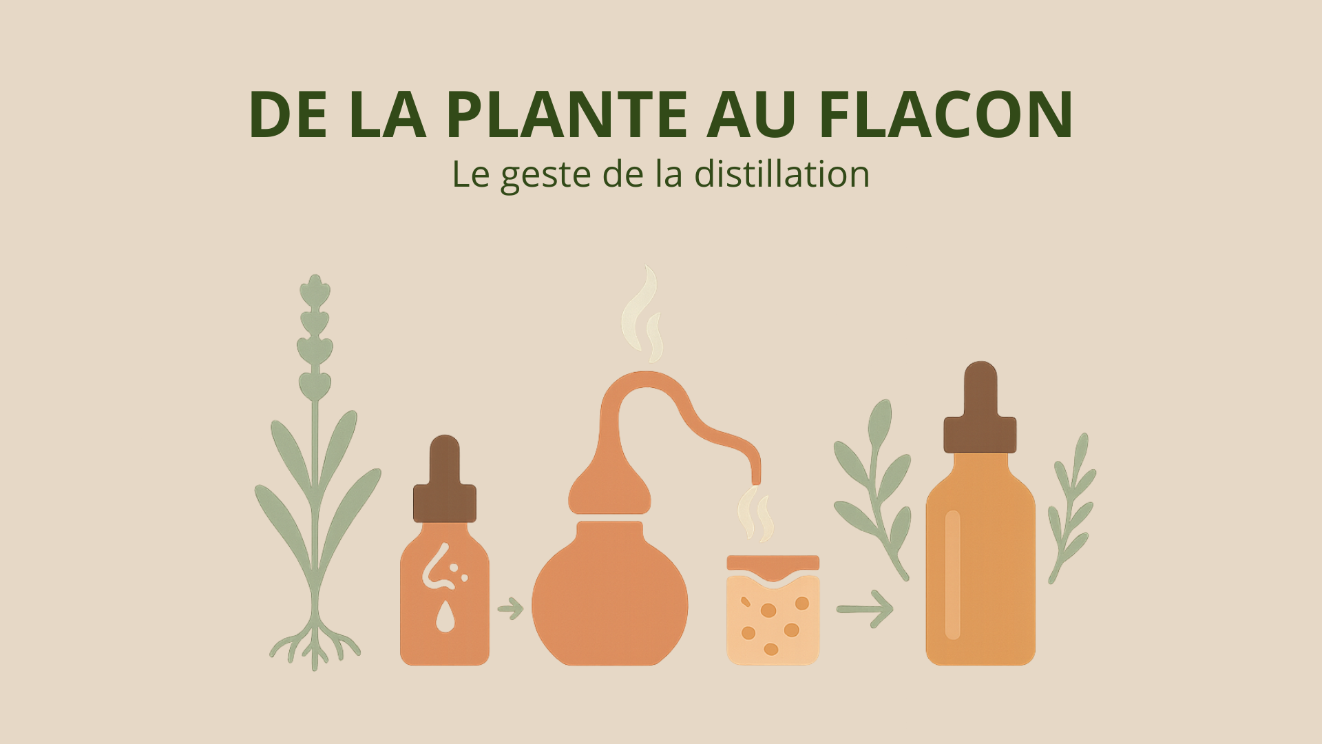 Article 5 — De la plante au flacon